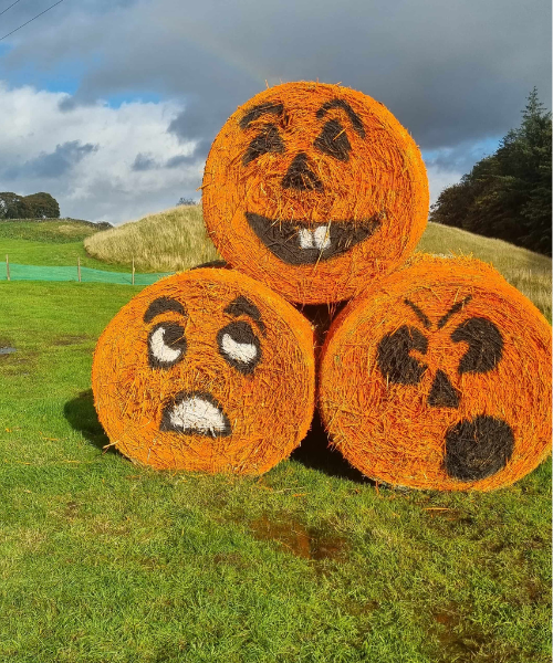 Stouslie Farm pumpkin patch 3 - resized and compressed