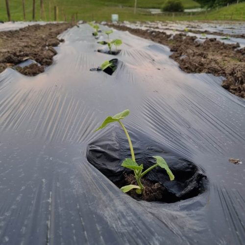 Planted pumpkins -min