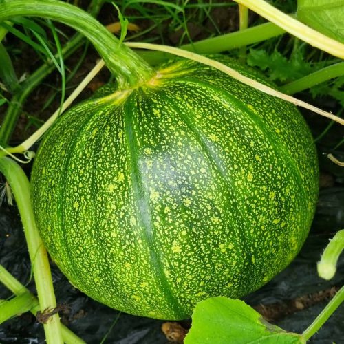 pumpkin growing -min